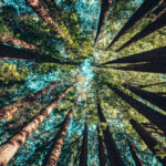 trees 02.jpg